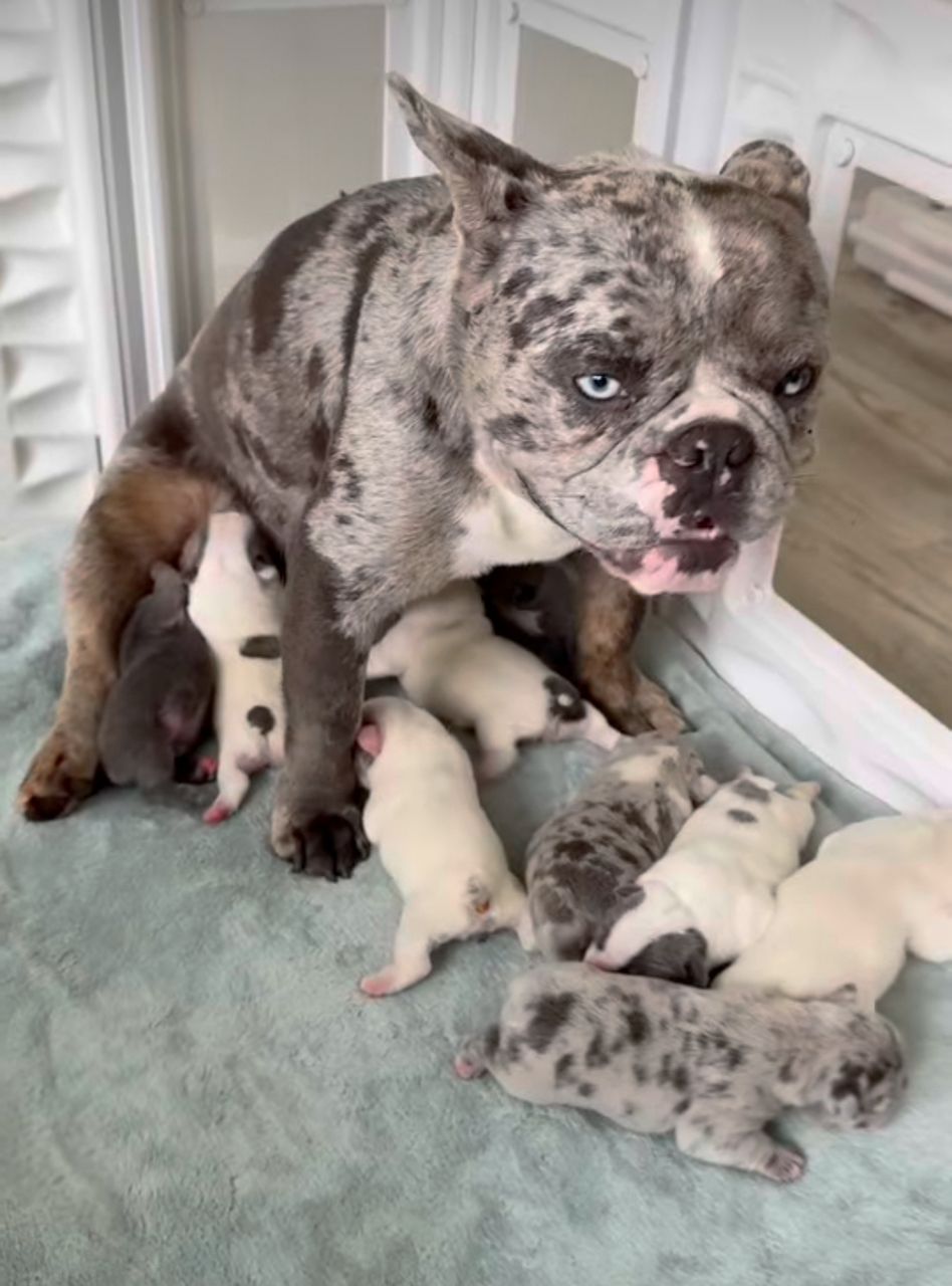     Chanel’s Litter