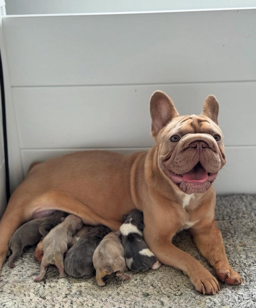 7 adorable puppies