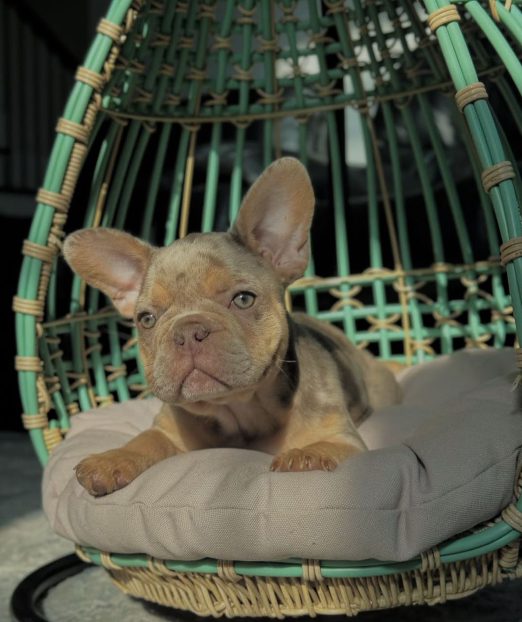 male frenchie