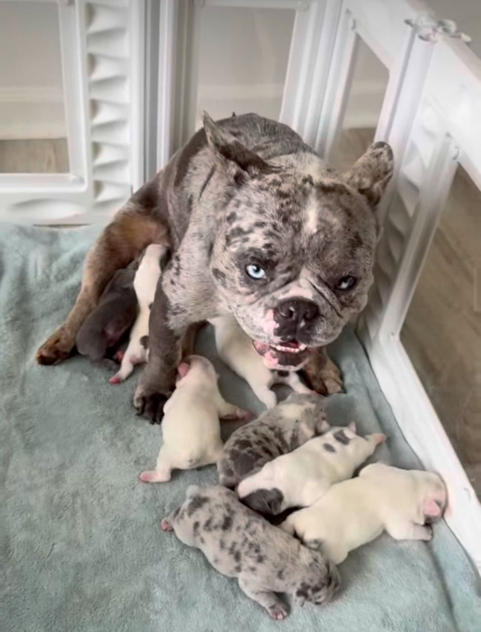     Chanel’s Litter