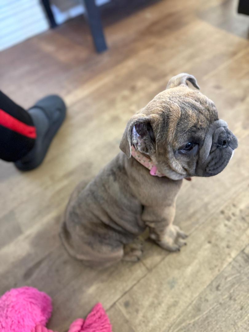 English Bulldog 
