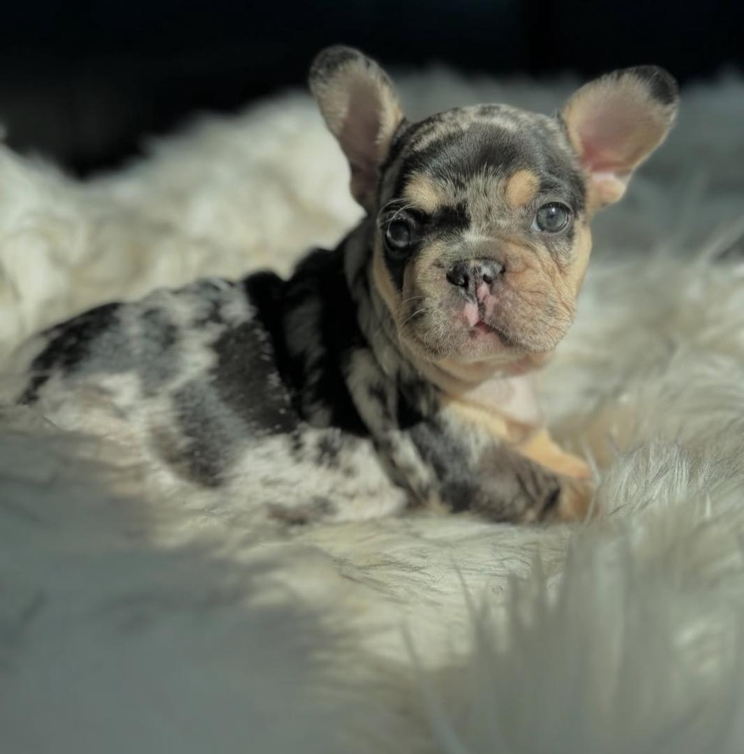 Frenchie Gaby