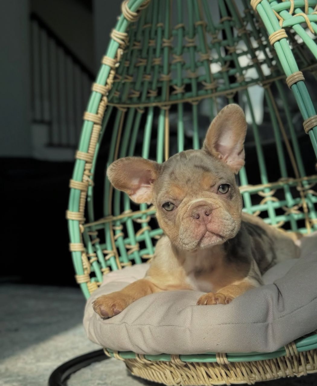 male frenchie
