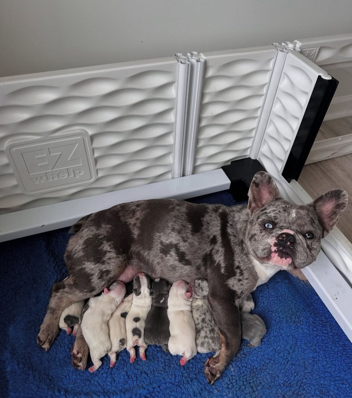     Chanel’s Litter