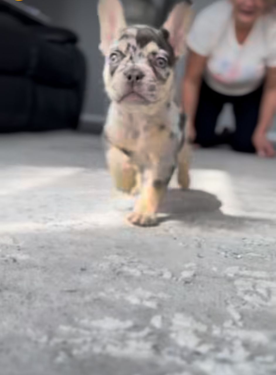 Otis male 