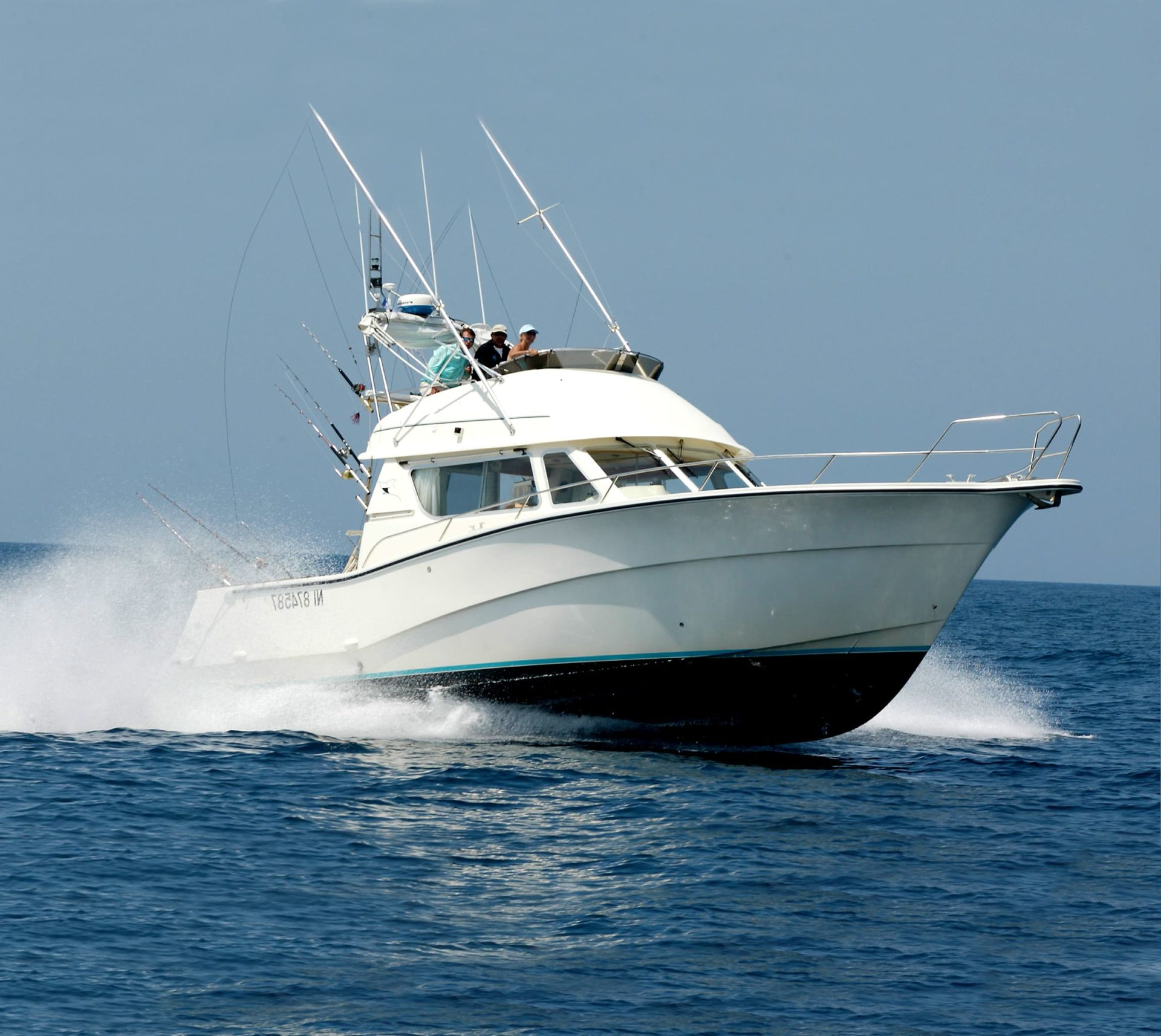 Private Whale & Dolphin Watching Experience