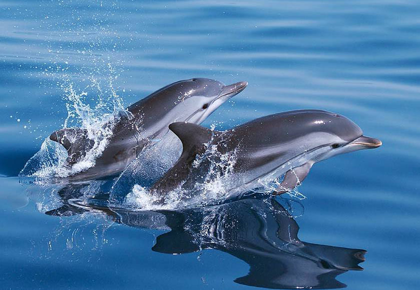 Private Whale & Dolphin Watching Experience