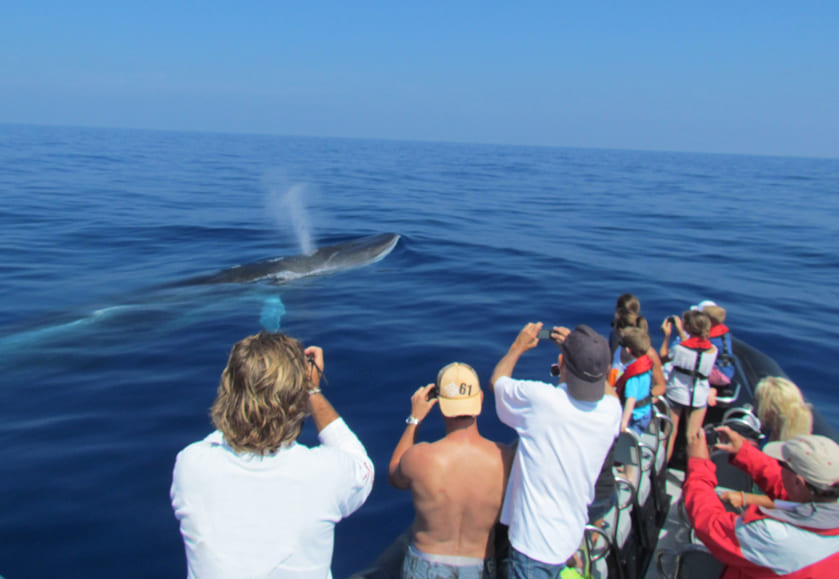 Private Whale & Dolphin Watching Experience