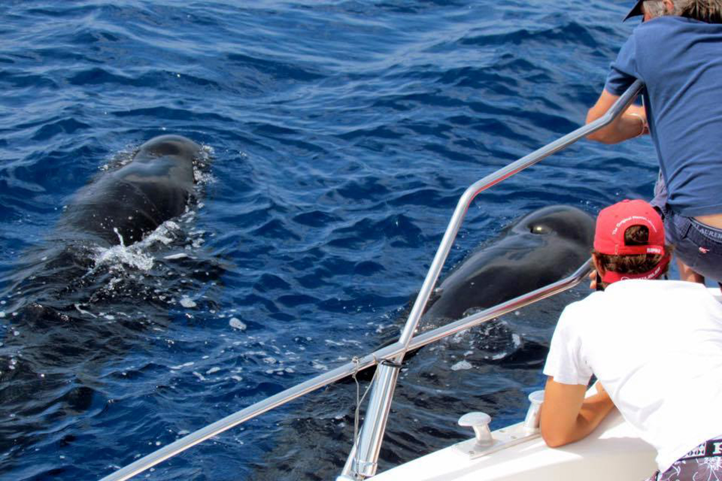 Private Whale & Dolphin Watching Experience