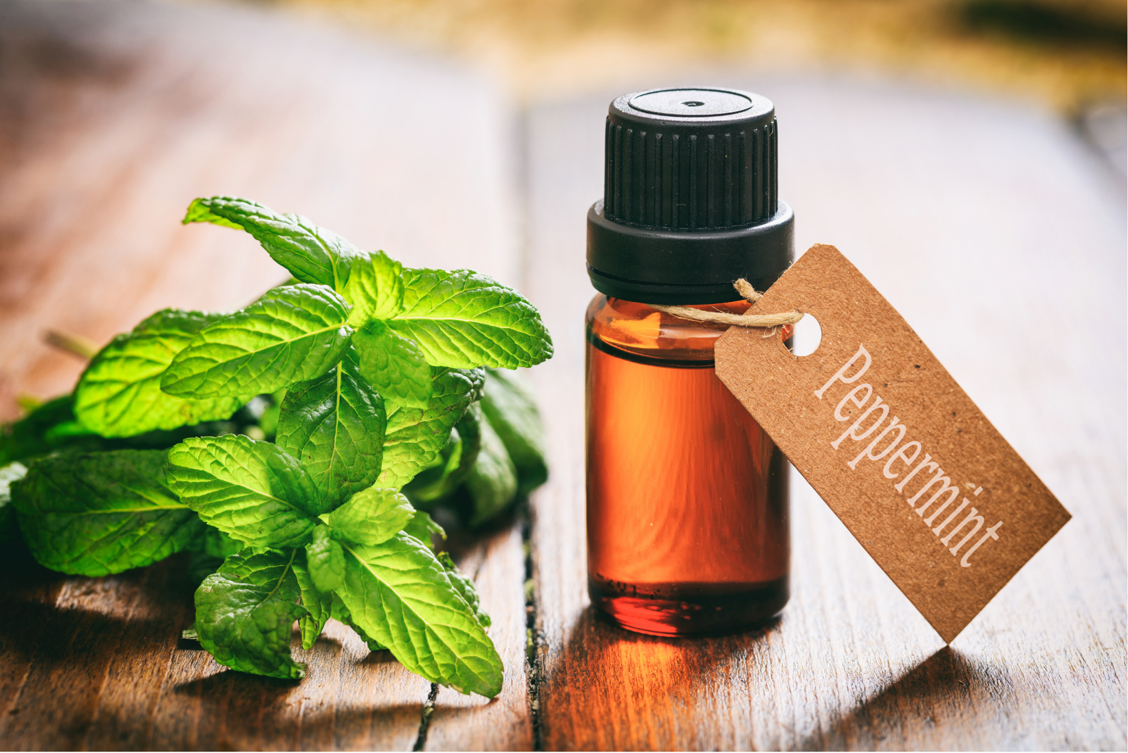 Minyak Peppermint