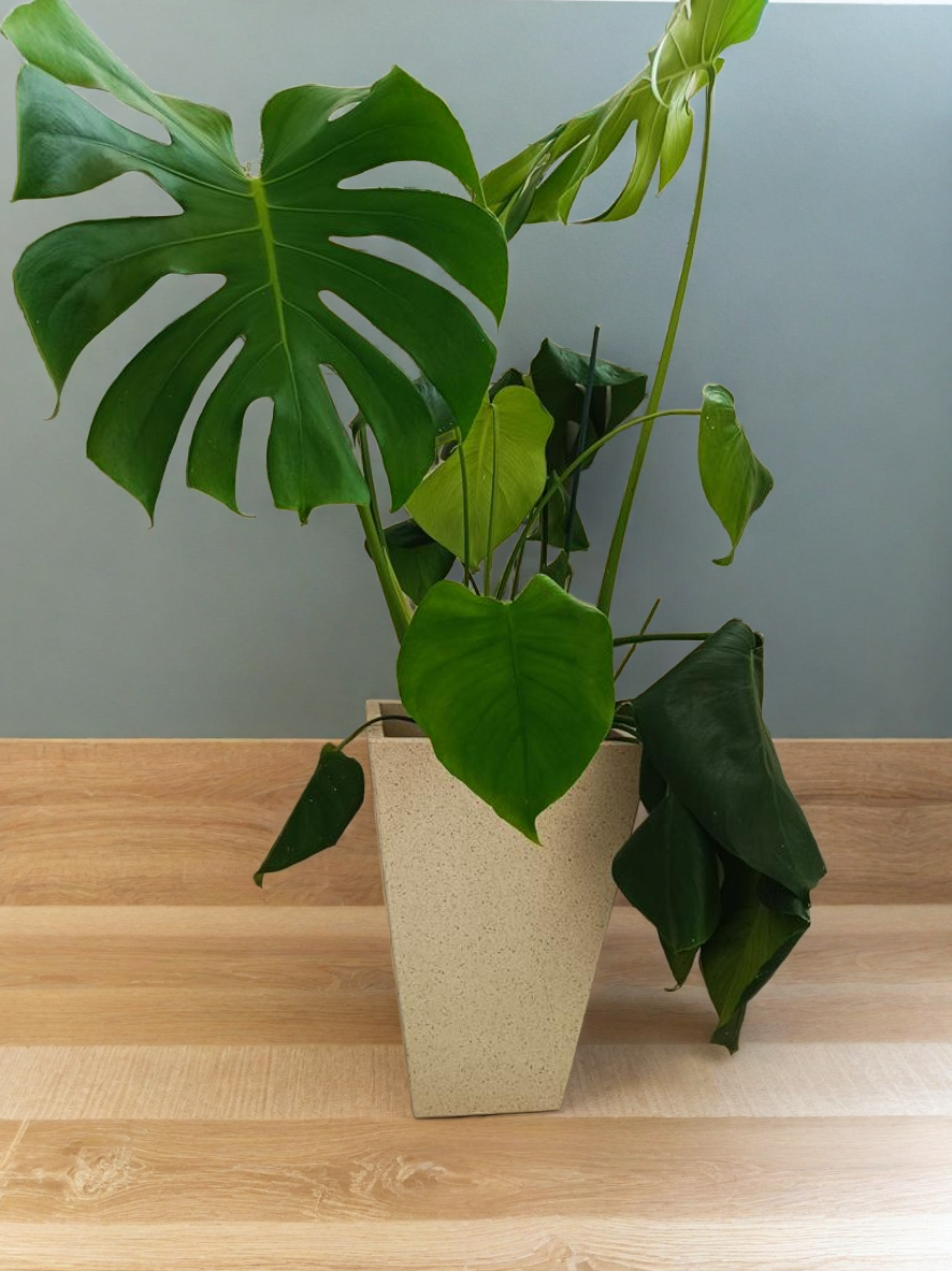 Maceta porcelanico