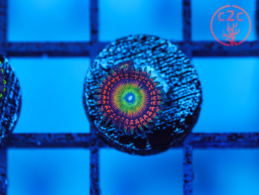 C2C Ultimate Candy Apple