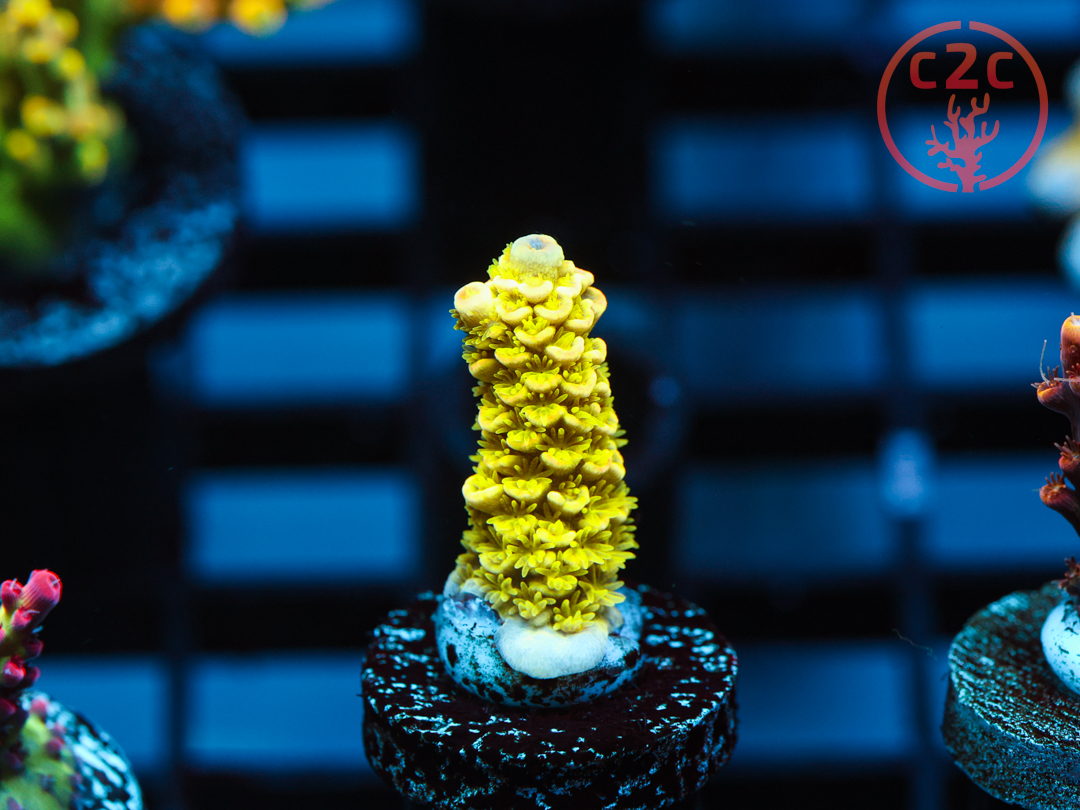 C2C Malaysian Tenuis *Early Bird*