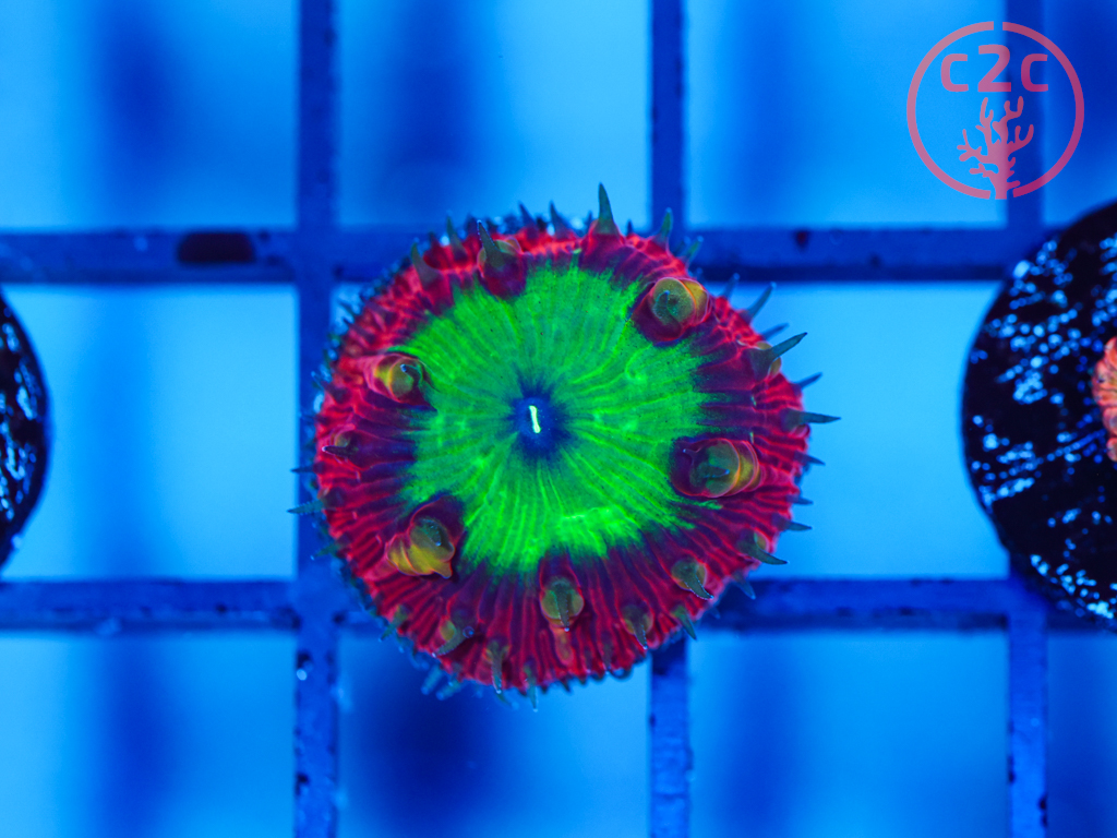 C2C Hobgoblin Blasto