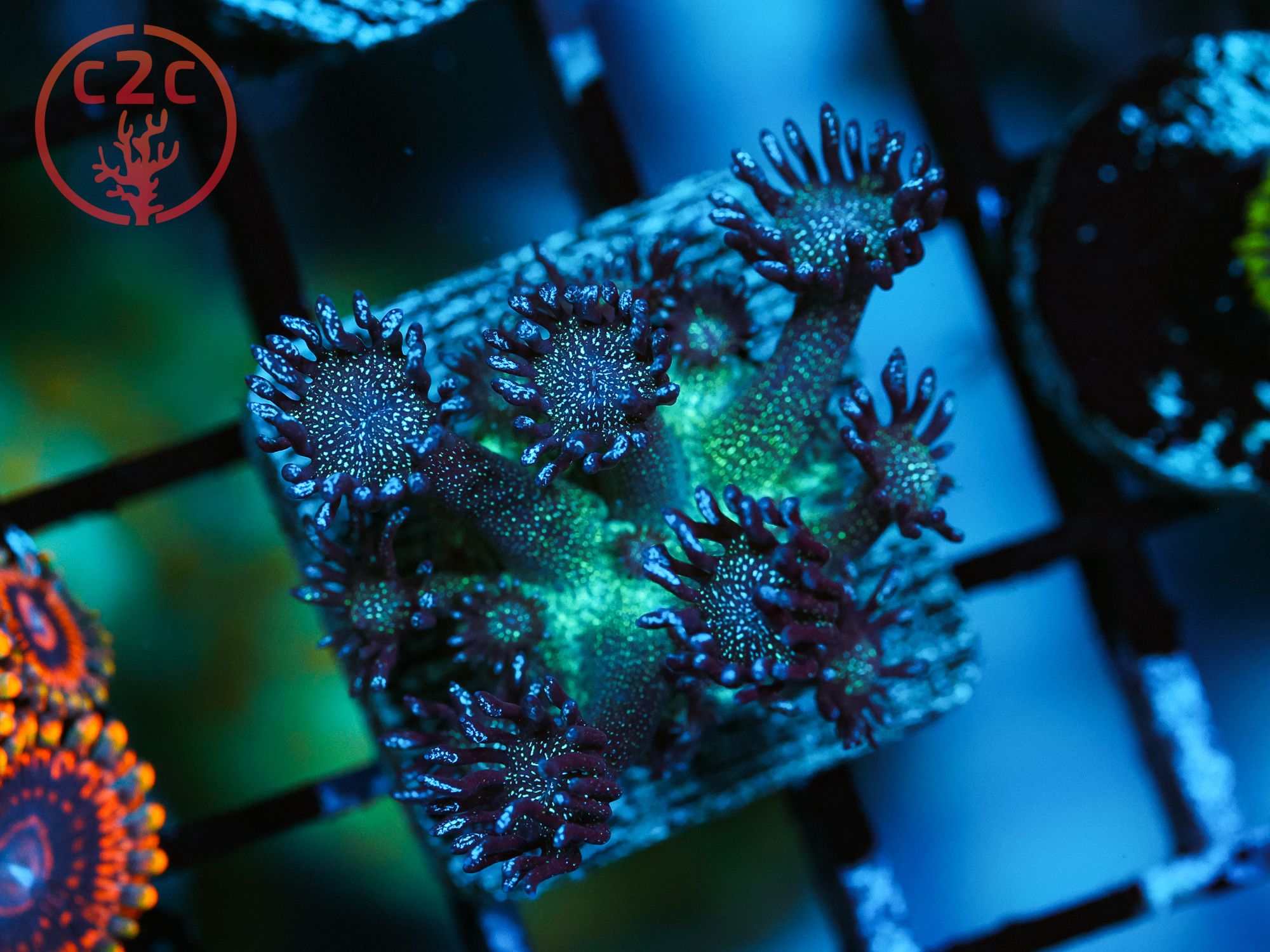 C2C Blue Glitter Bomb Goni