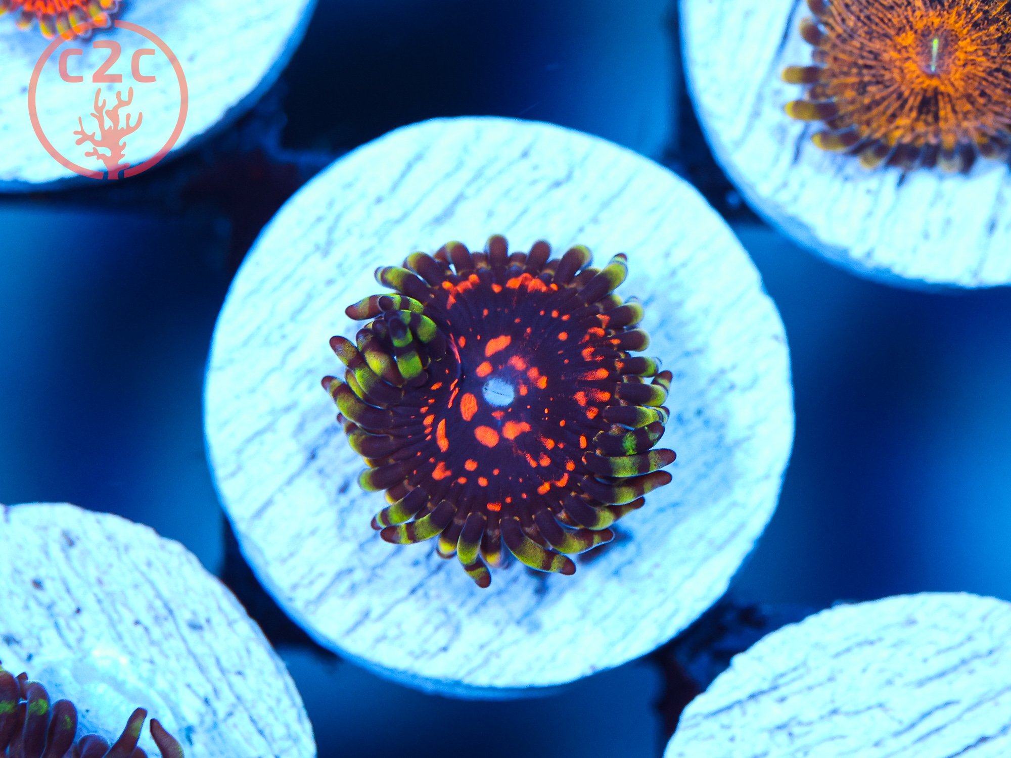 Reverse Hallucination