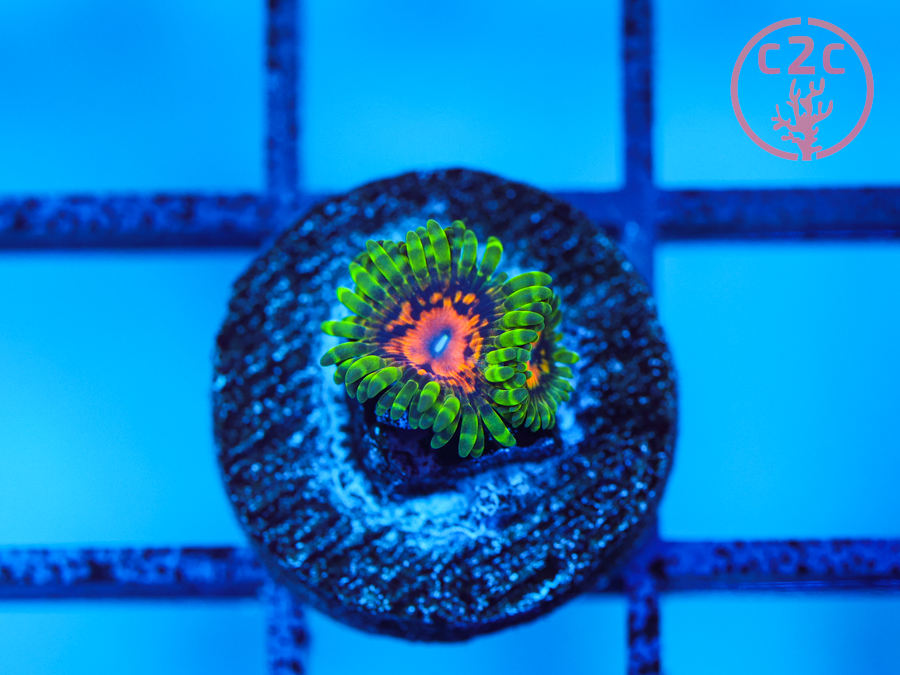 SBB Marvin the Martians