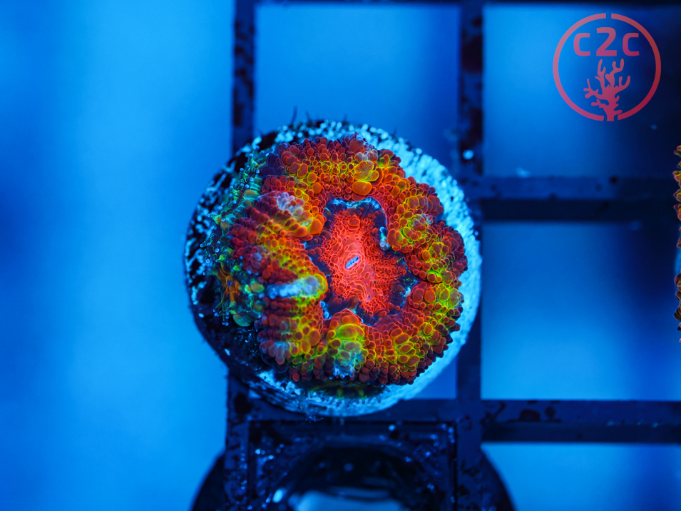 C2C Nebula Acan