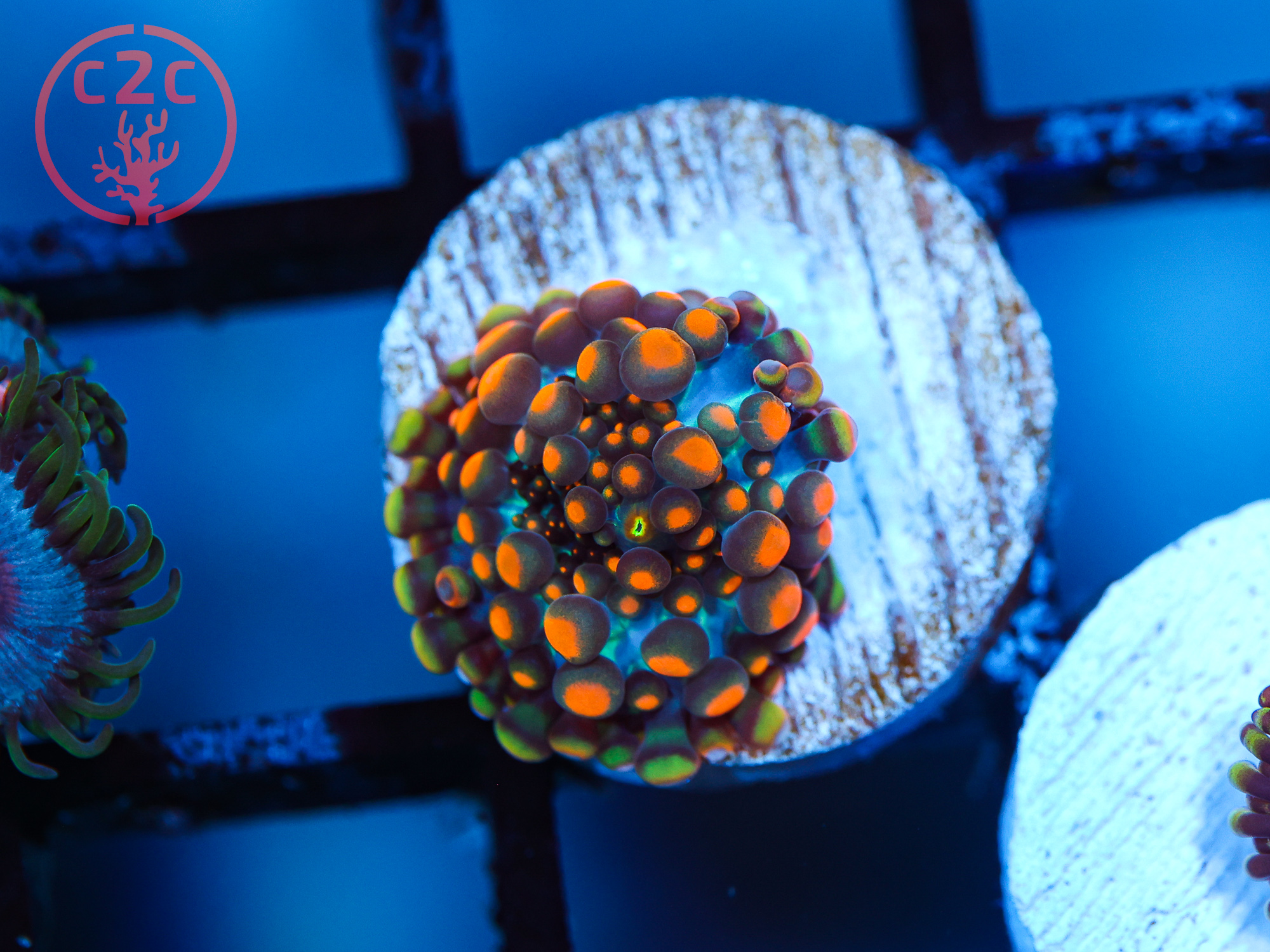 RRC Doughboy Bounce Yuma