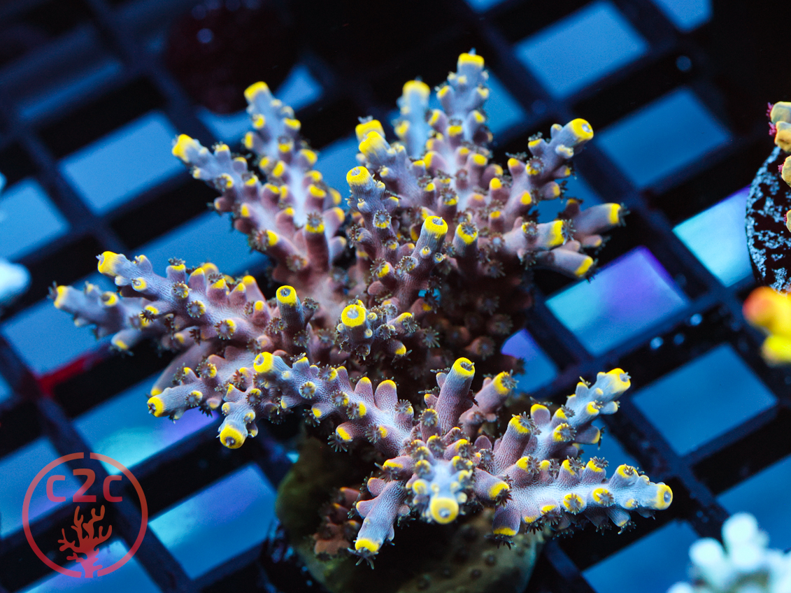 Reefer's Cove Poison Envy