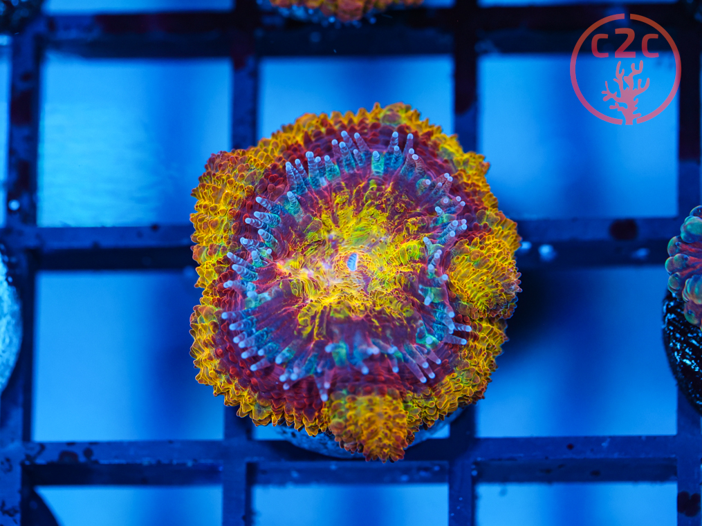C2C Moltres Acan