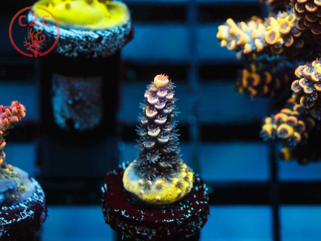 C2C Fusion Ha Grafted Tenuis *Early Bird*