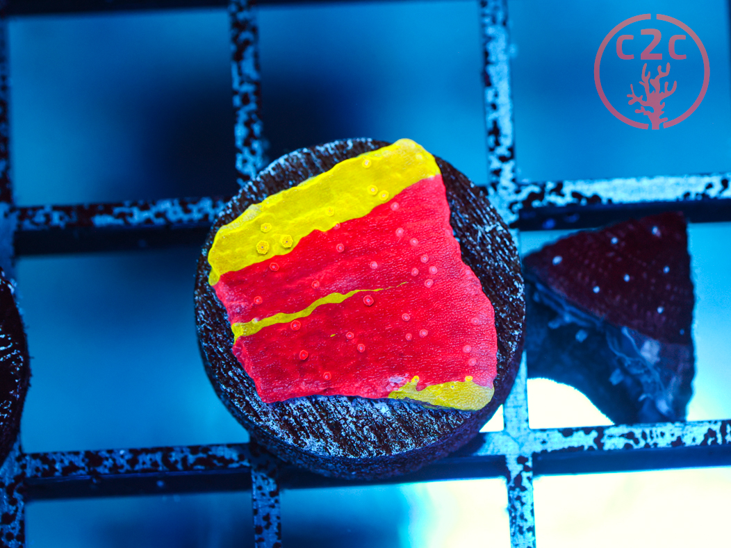 WWC Jawbreaker Grafted Monti