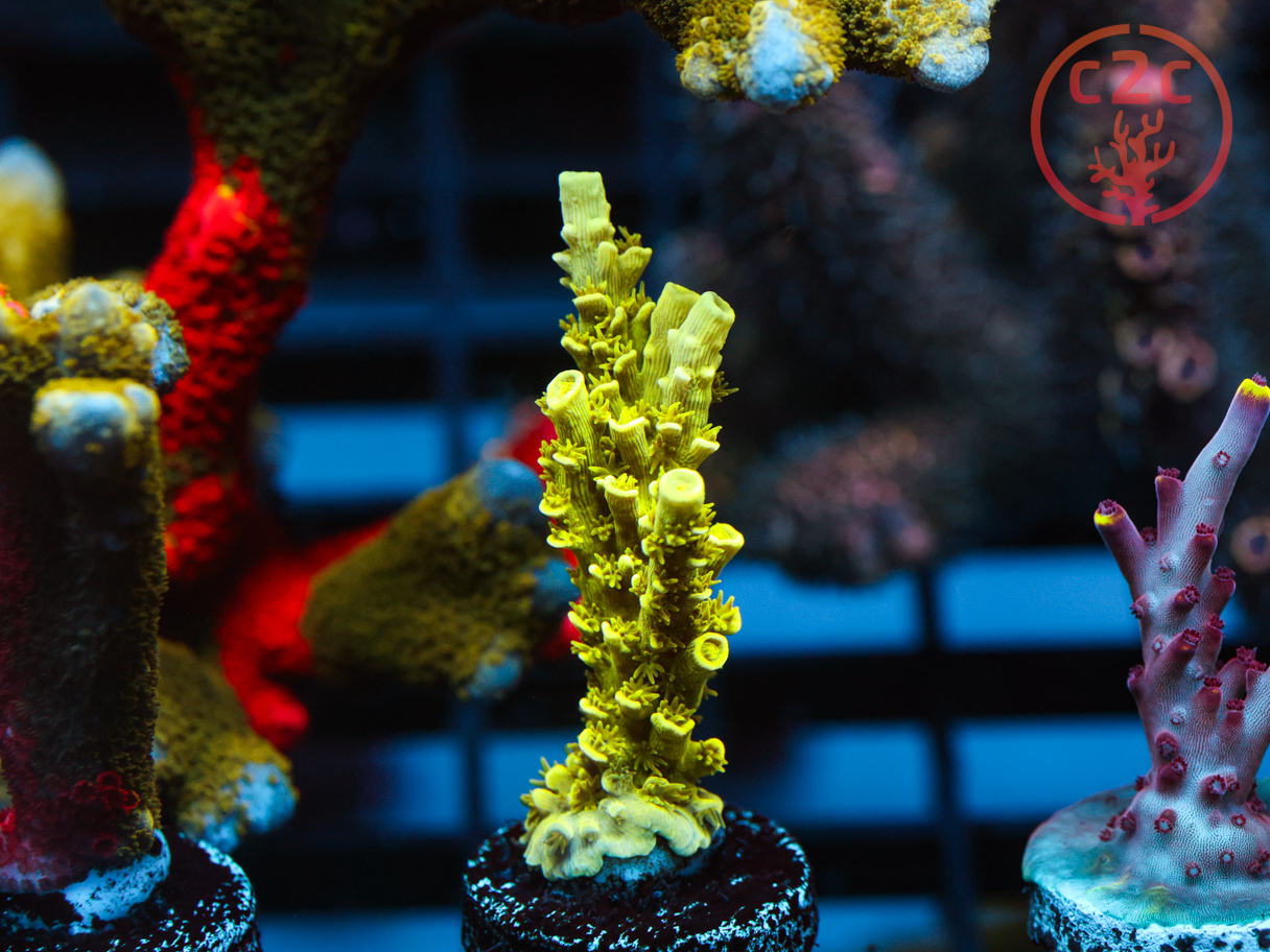 LCH Radioactive Tenuis