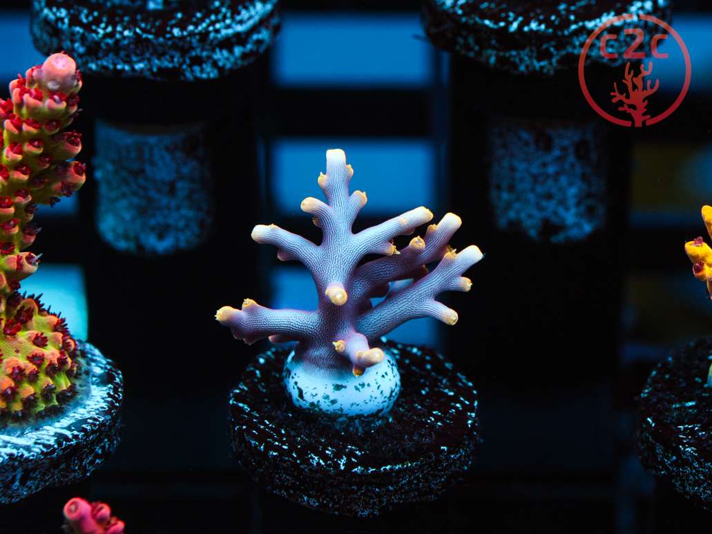 WWC Little Red Ferrari