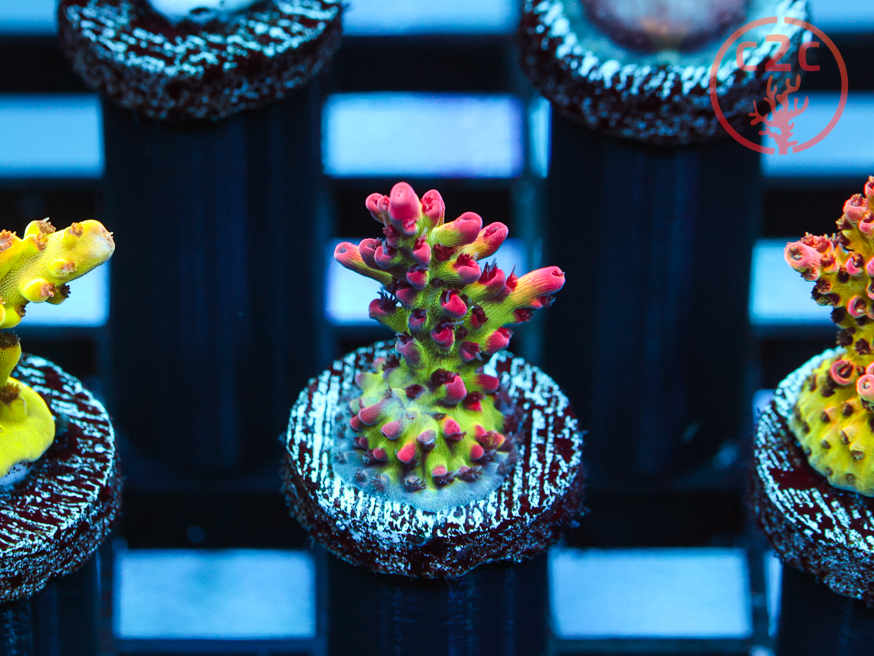 UC Strawberry Shortcake