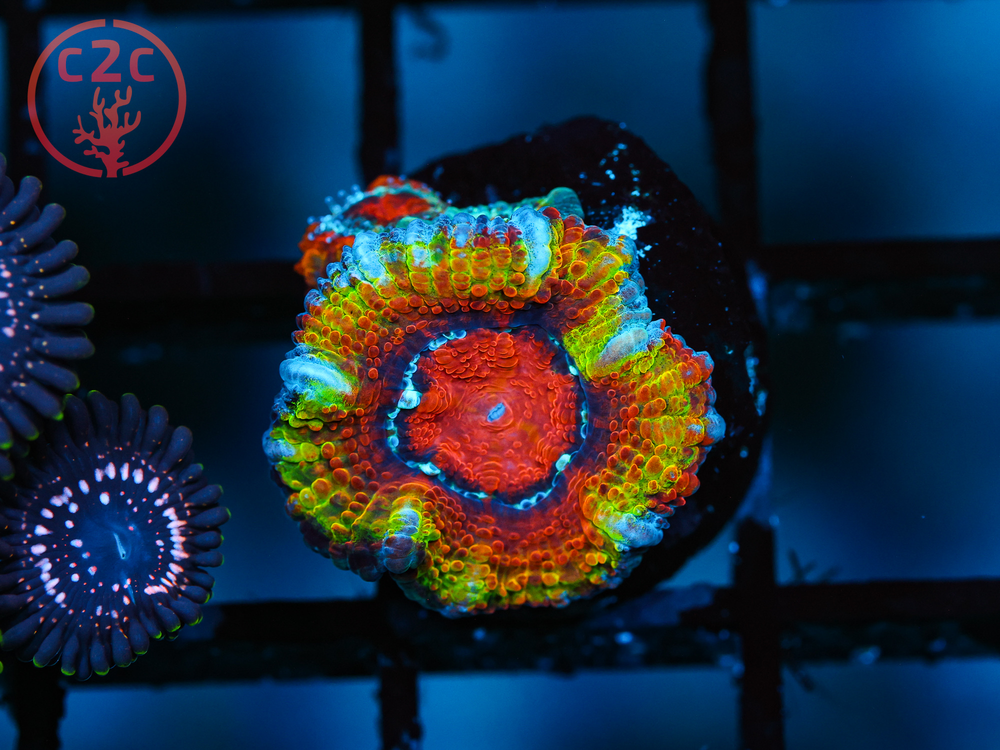 C2C Nebula Acan