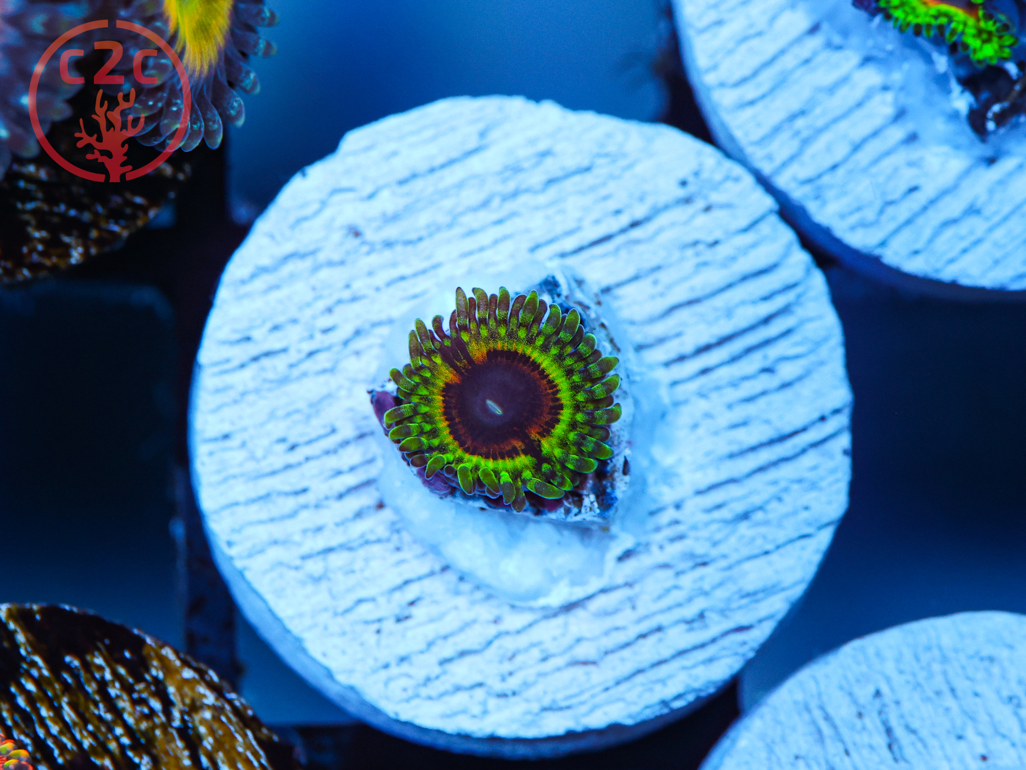 Little Shop of Horrors