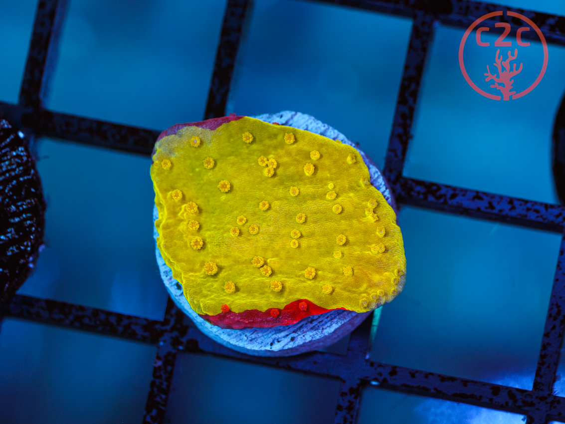 WWC Jawbreaker Grafted Monti