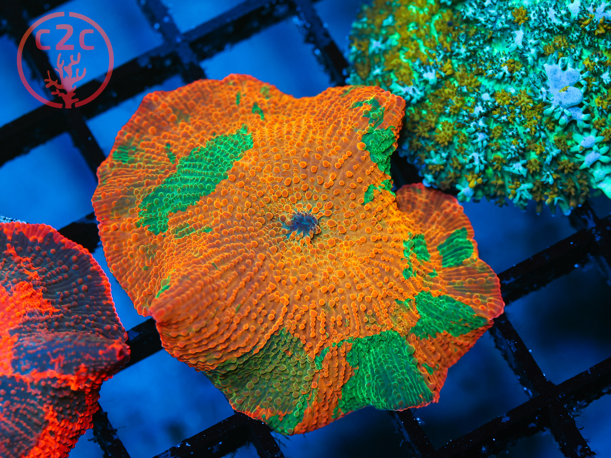 3 Color Candy Crush Mushroom