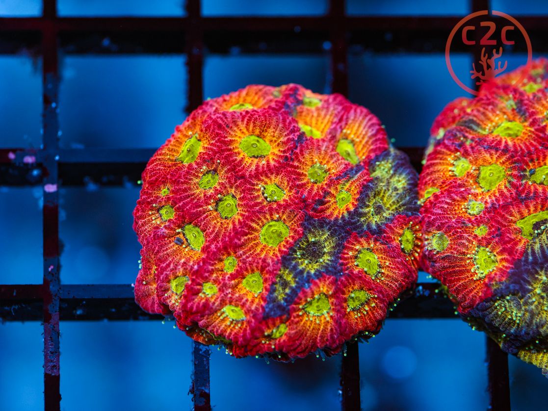JF Dayglo Favia