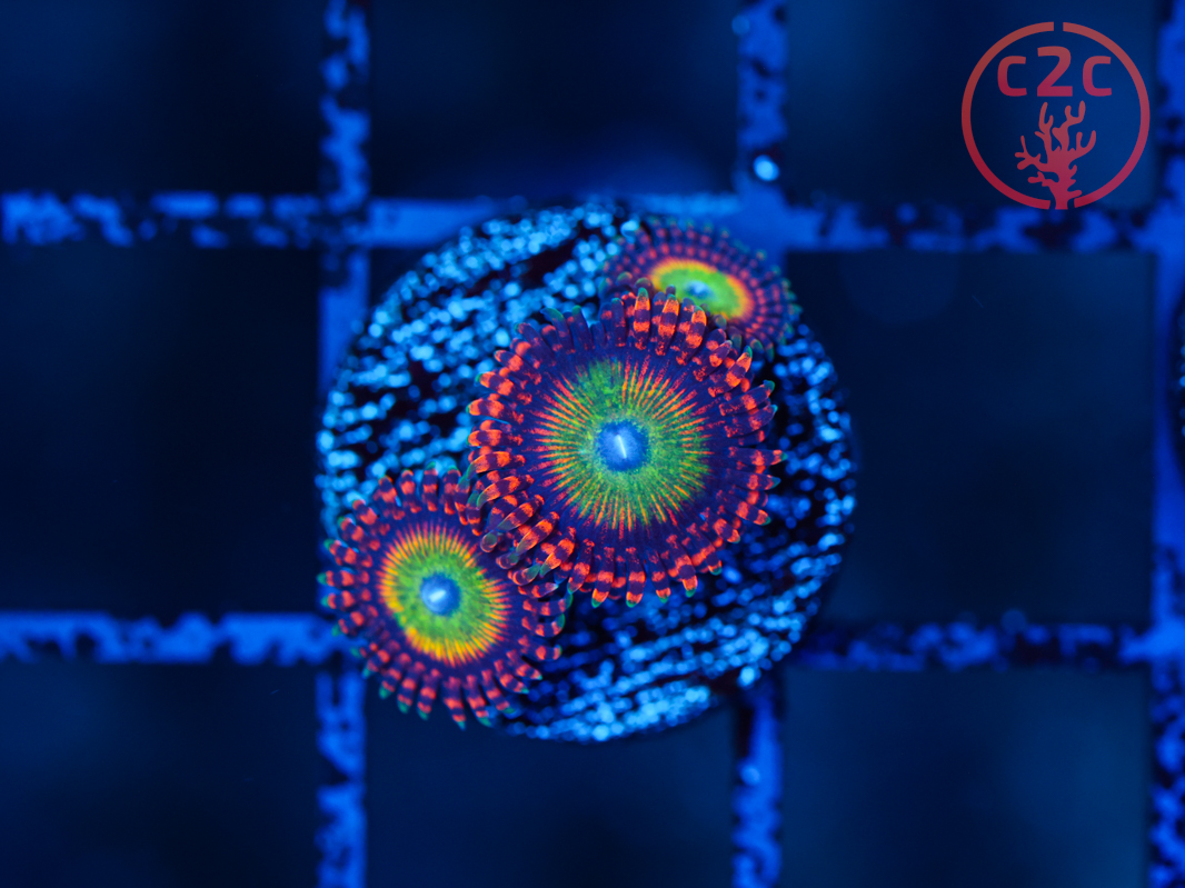 C2C Ultimate Candy Apple