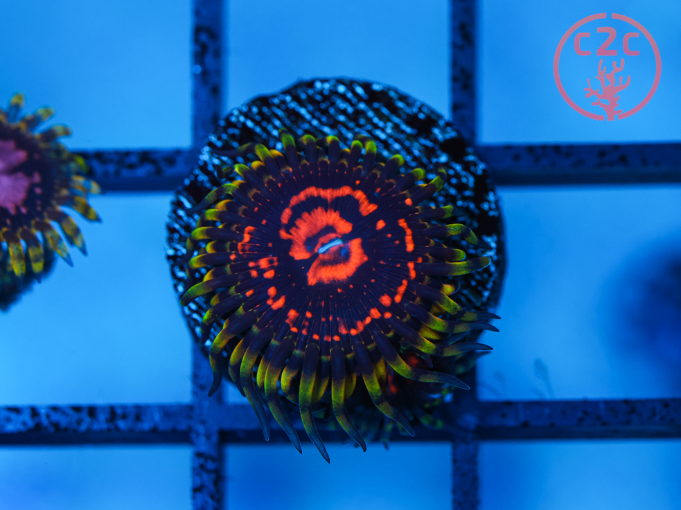 Reverse Hallucination