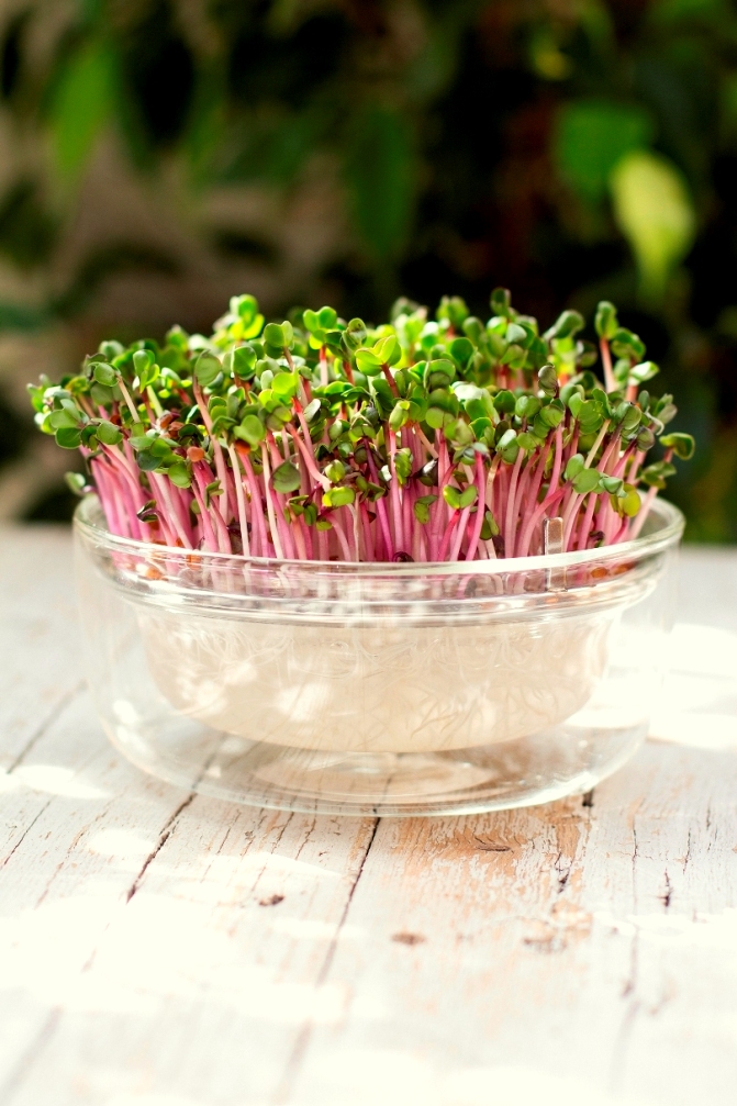 Germogliera - germogliatore in vetro