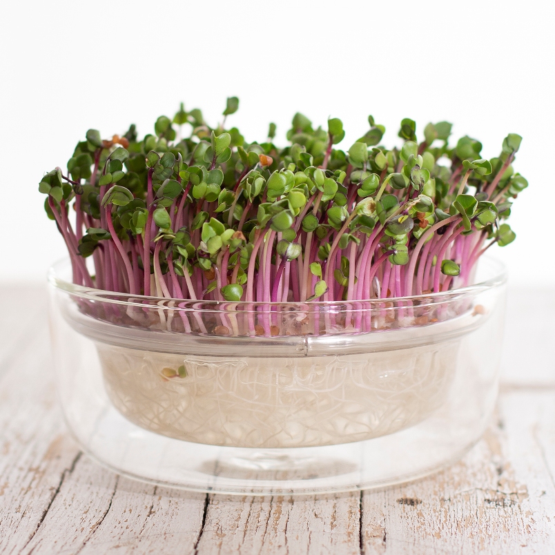 Germogliera - germogliatore in vetro