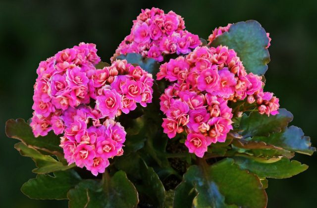 Pink Kalanchoe Plant