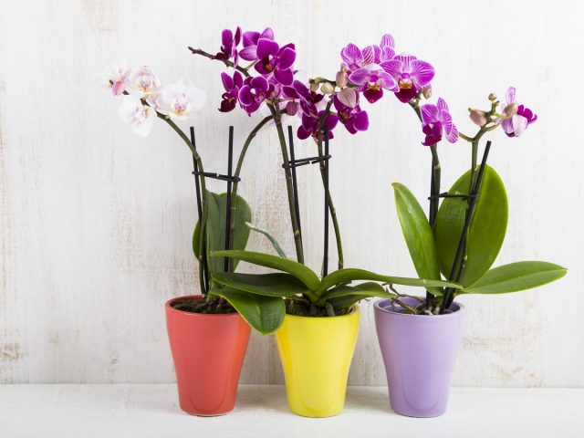 Orchid Flower Pots