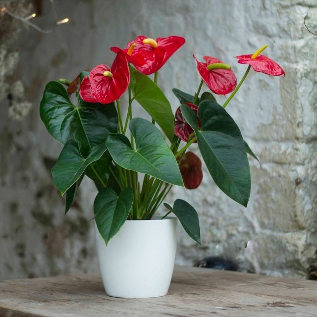 Anthurium Plant in White Pot