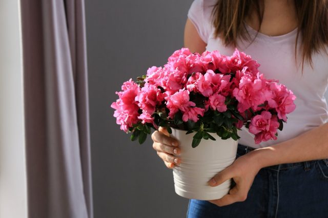 Azalea Flower Plant
