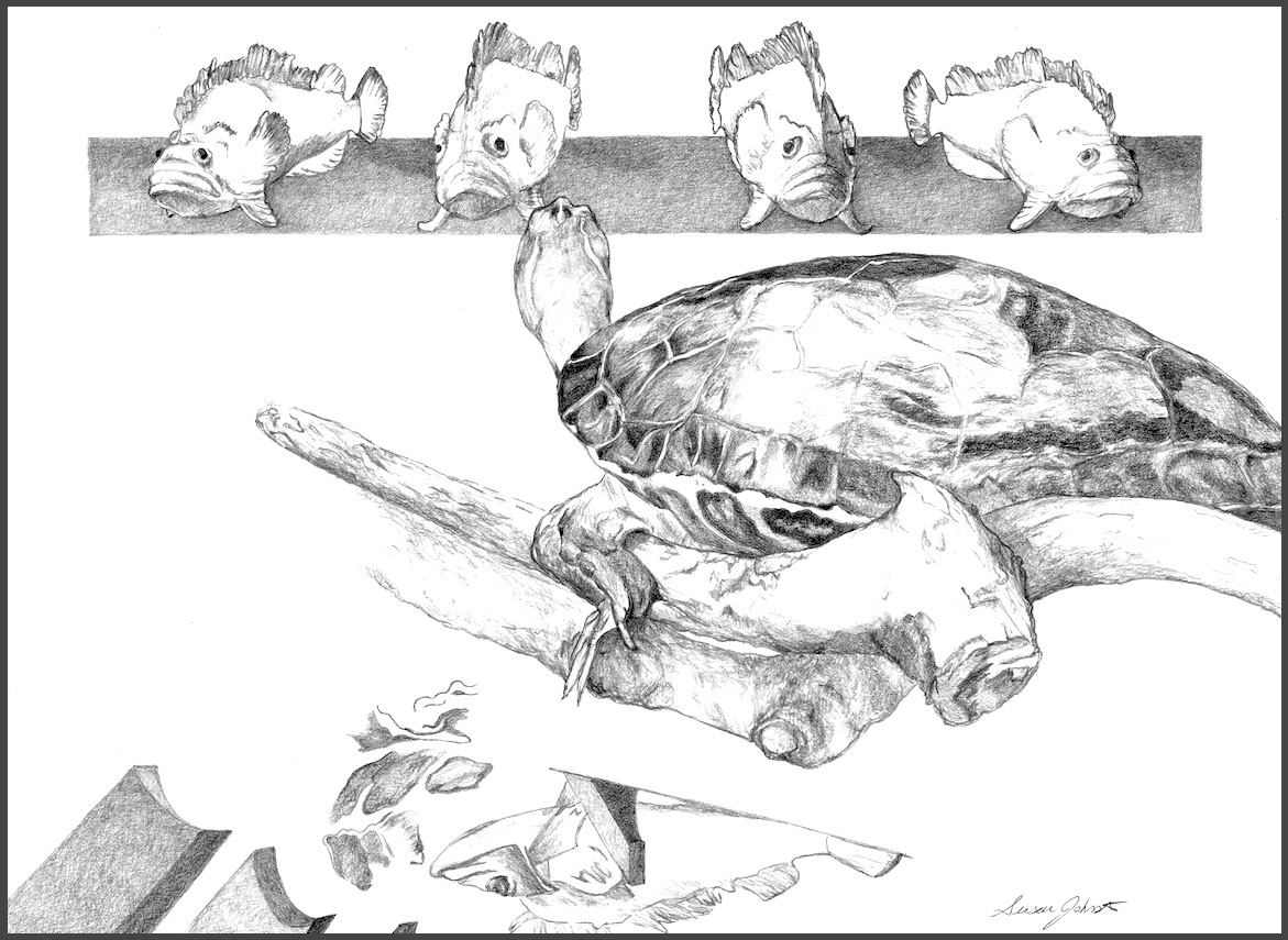 Turtle Class 1