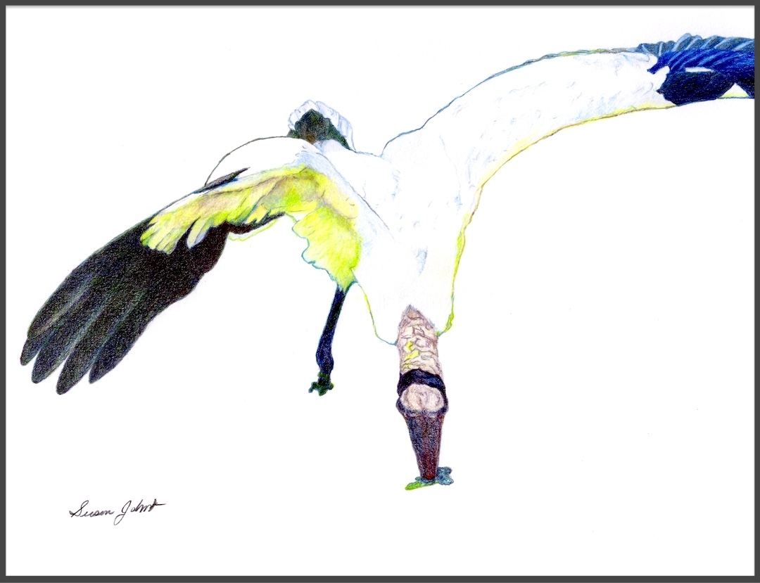 Wood Stork