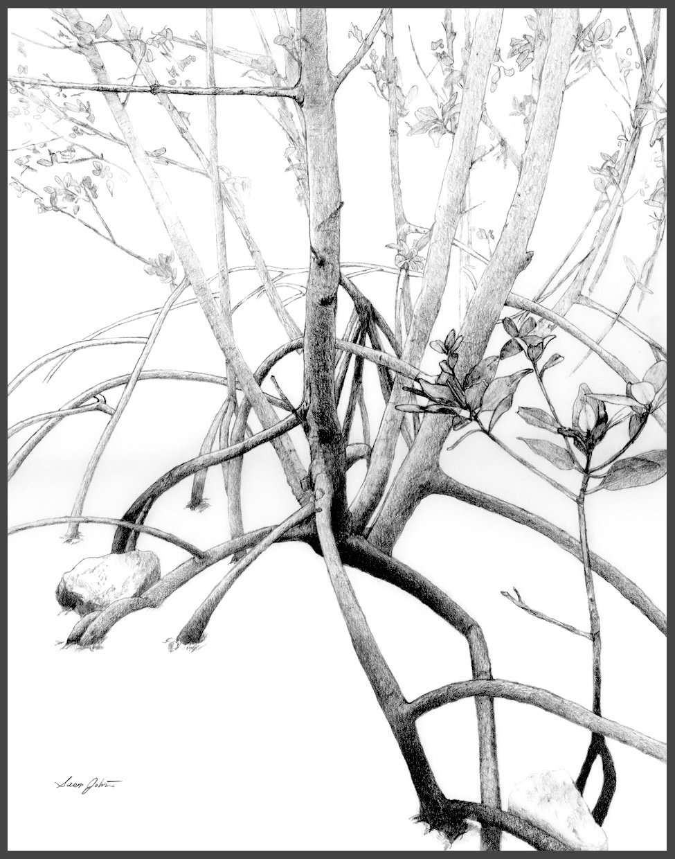 Original art by Susan Johnston, "Mangrove Fortifier"