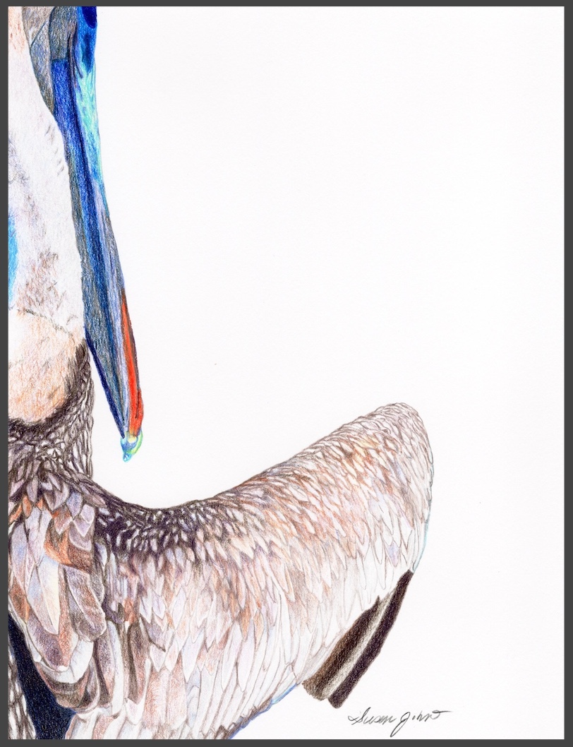 Pelican