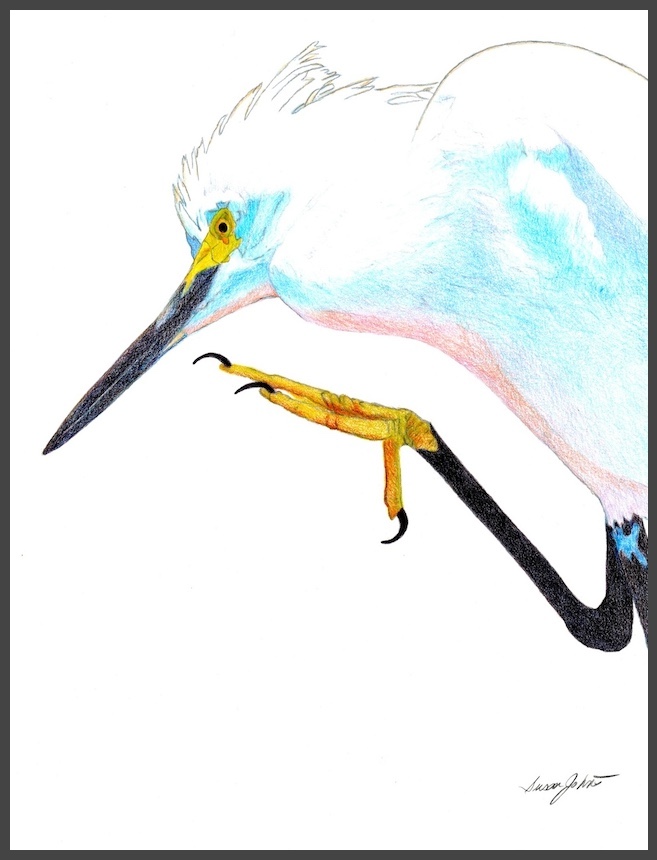 Snowy Egret Print of Original