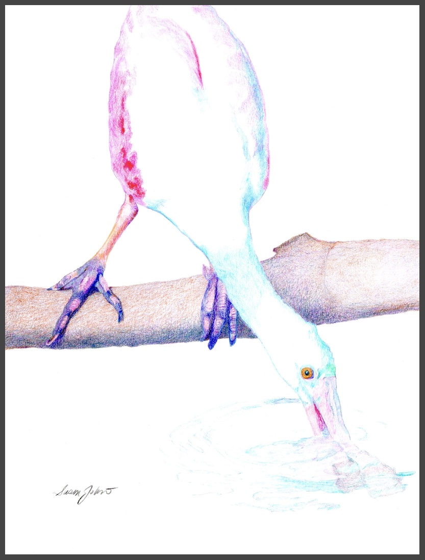 Original drawing by Susan Johnston, "Roseate Spoonbill"