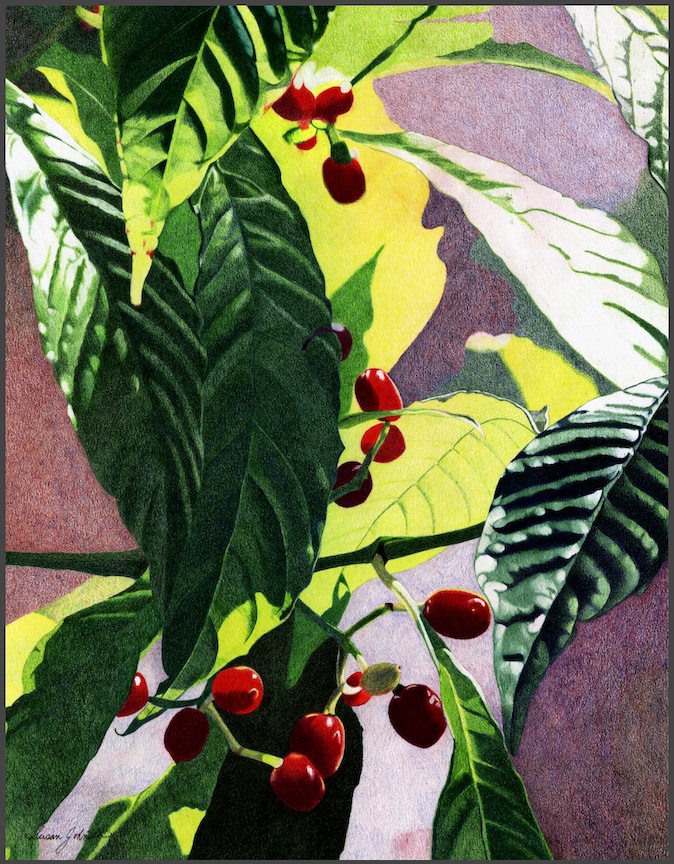 Print of Original Drawing, Coffee Plant